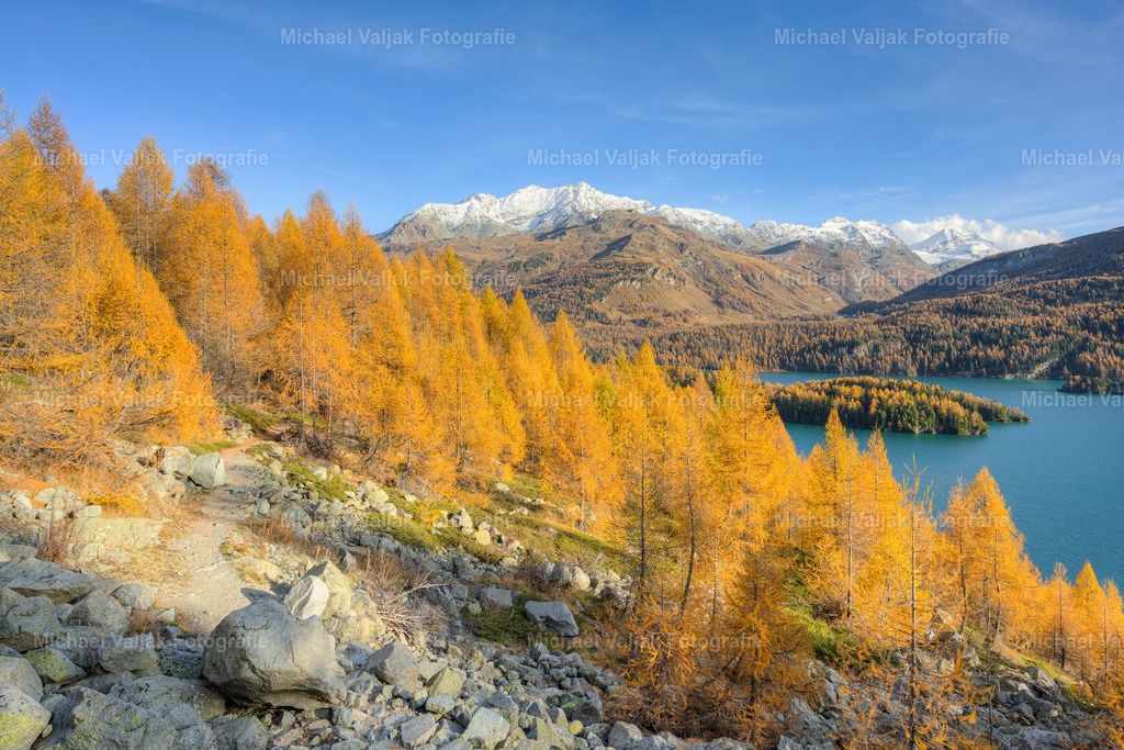 Goldener Herbst am Silsersee im Engadin | Ein zauberhafter Herbsttag im Oberengadin in der Schweiz. Die Sonne bringt die gelb-orange gefärbten Lärchen zum Leuchten, auf den Gipfeln im Hintergrund liegt bereits etwas Schnee.  - Realisiert mit Pictrs.com