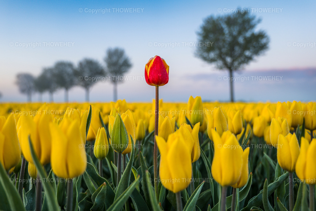 _1034009 | thowehey - Realisiert mit Pictrs.com