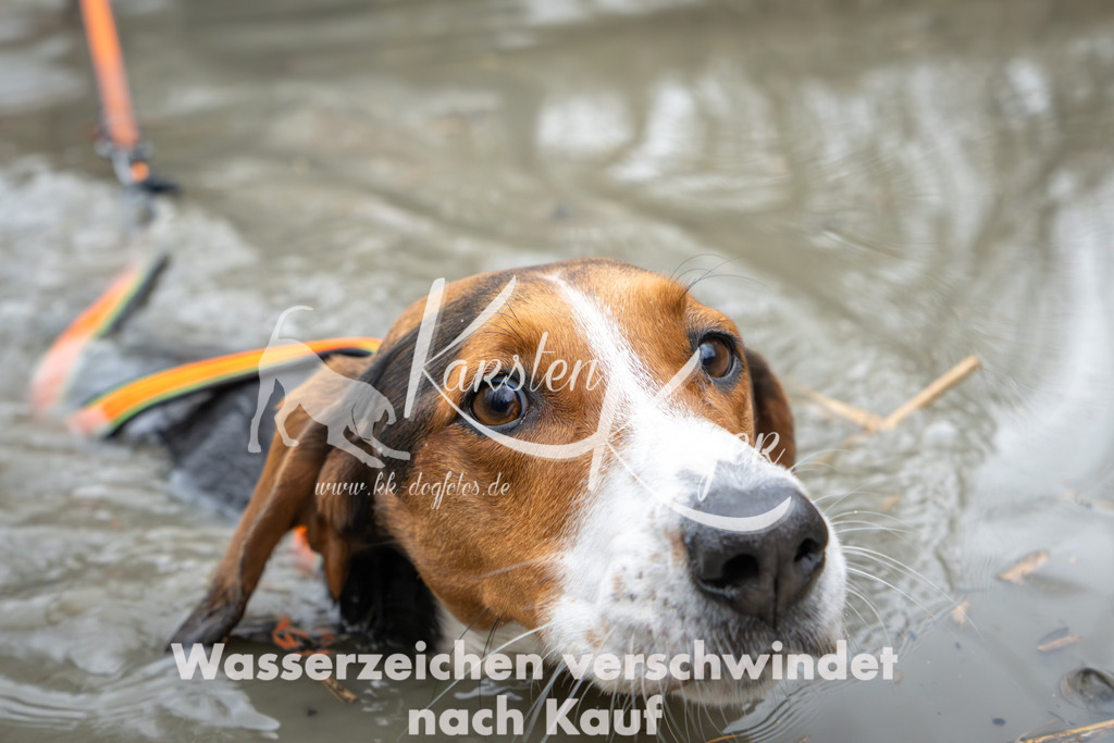 1343_ZZ92044 | kk-dogfotos