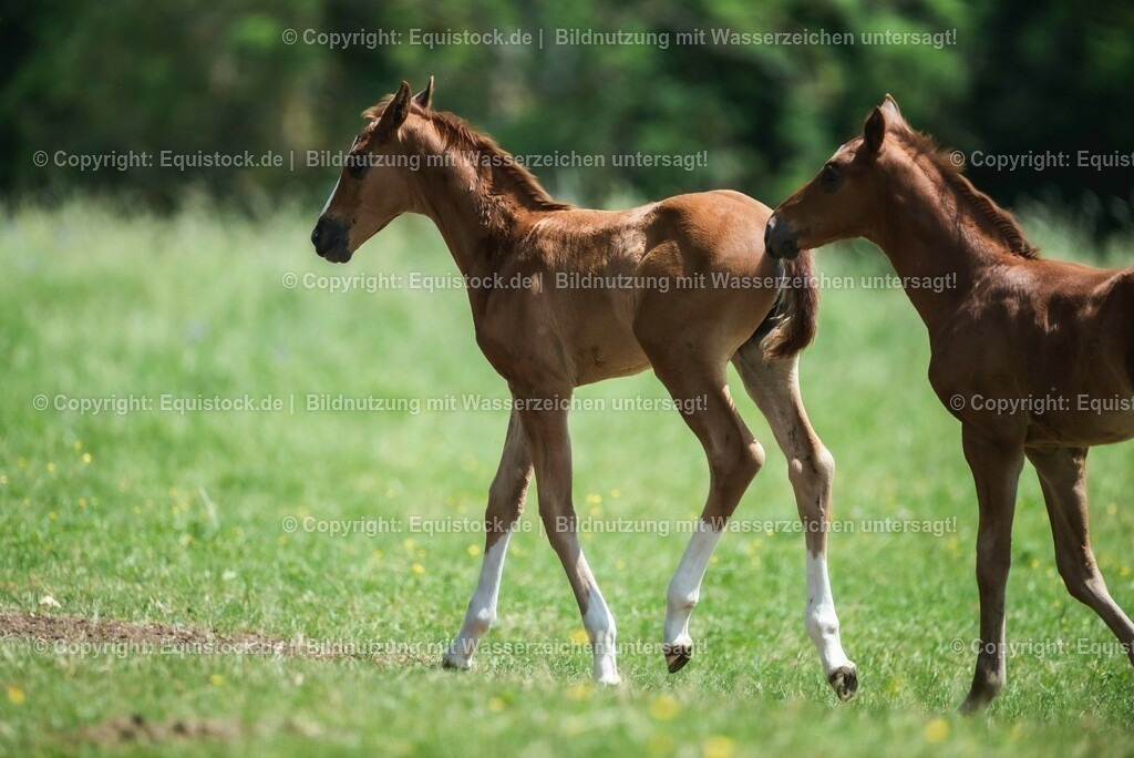 20210617_Fohlen_0281 | Foto: Thomas Hartig