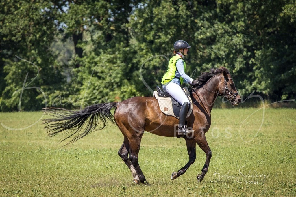 CJP_2026-06-26_63 | Stimmungsvolle Fotografie von Pferden, fotografische Begleitung von Veranstaltungen, Golfturnieren und Distanzritten - Realisiert mit Pictrs.com