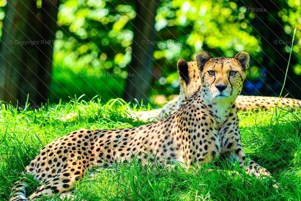 gepard | ein ruhender Gepard - Realisiert mit Pictrs.com