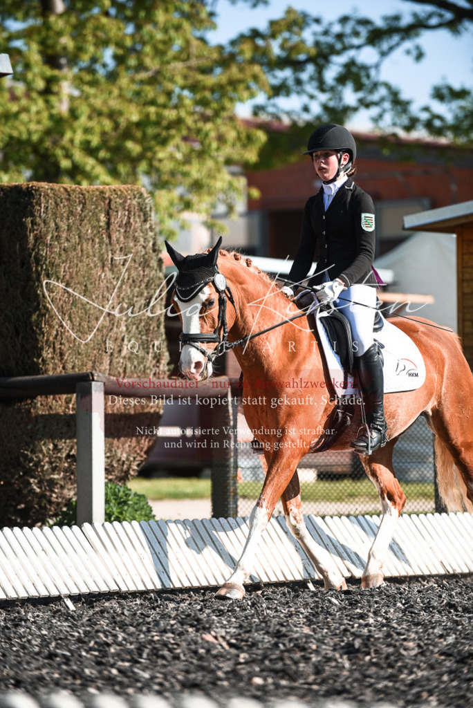 DSC_8262 | Pferde- und Turnierfotografie in Westsachsen. Pferdeportraits, Auftragszeichnungen und intuitive Kunst.