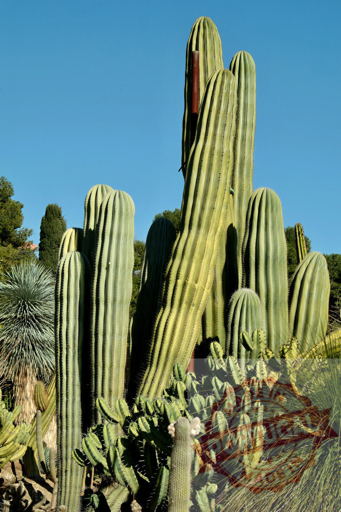 Tall cacti growing in a desert garden | Cacti and succulents thriving under a clear blue sky in a botanical garden - Realisiert mit Pictrs.com