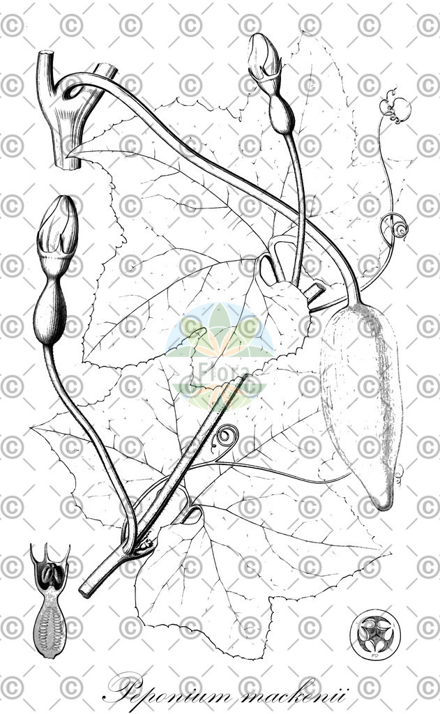 HistAbb_wfo-0000267144_1_ENZY_Simple | Historische Abbildung von Peponium mackenii - Cucurbitaceae | Historical Illustration of Peponium mackenii - Cucurbitaceae