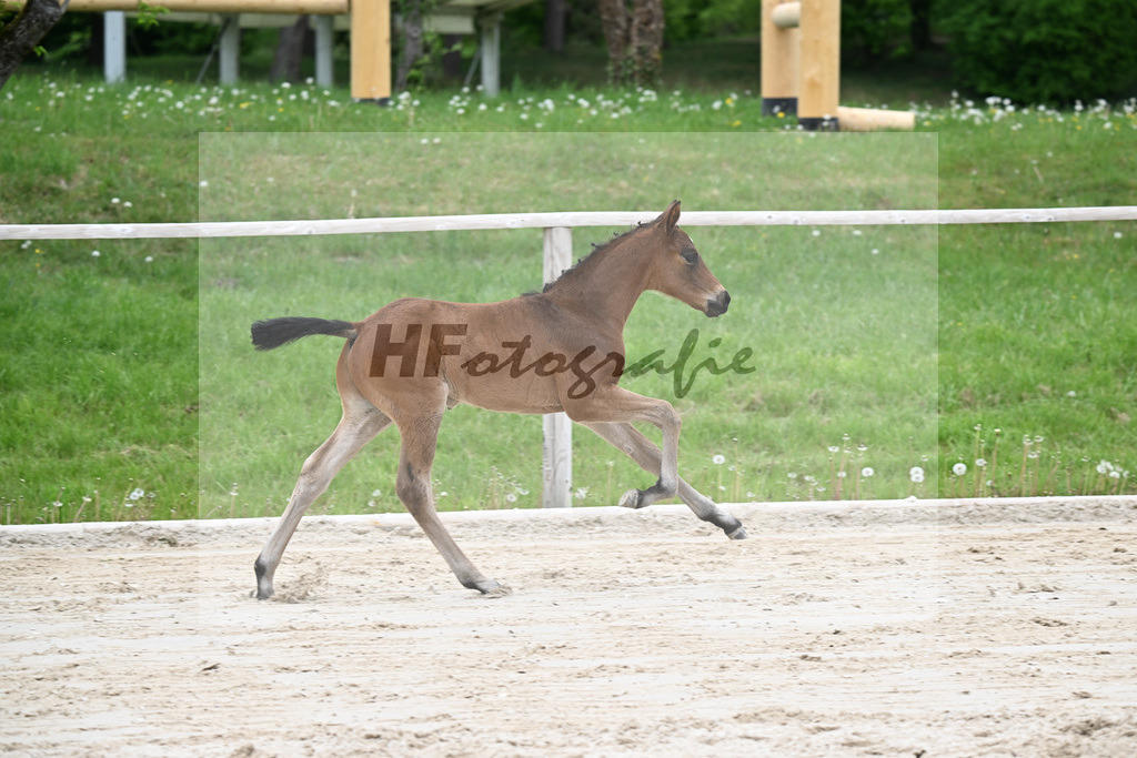 Kat-Nr. 27 HF Bonds in Gold x Dantano_Lechl_24260418 | hf-fotografie - Realisiert mit Pictrs.com