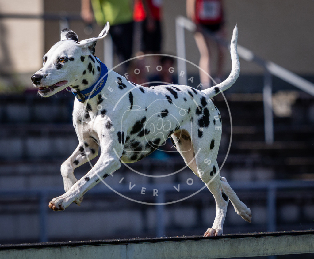 Pfotenfotografie_DV3A0872 | Hundefotografie, Tierfotograf, Pfotenfotografie, Fotoshooting Hund, Hunde Portrait, Hundesport, Hundeportraits, Heideshooting, Hunde, Sportfotograf, Hundefotograf, Turnierhundsport, THS,  - Realisiert mit Pictrs.com