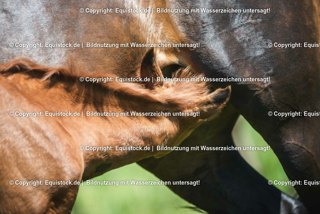 20210617_Fohlen_0162 | Foto: Thomas Hartig