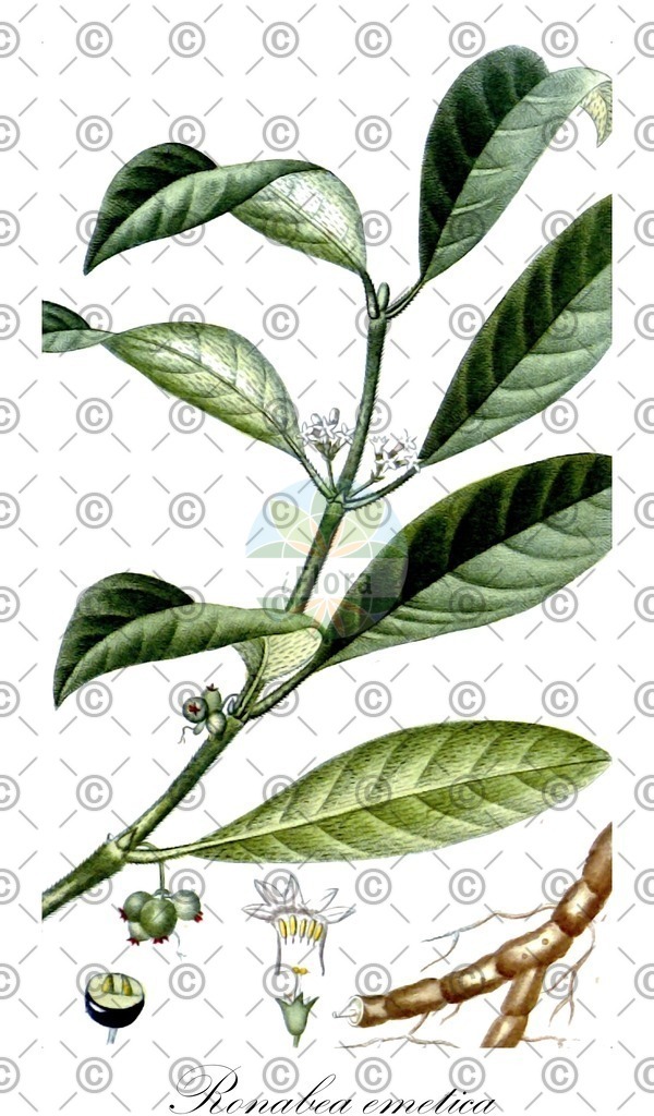 HistAbb_wfo-0000523271_1_ENZY_Simple | Historische Abbildung von Ronabea emetica - Rubiaceae | Historical Illustration of Ronabea emetica - Rubiaceae