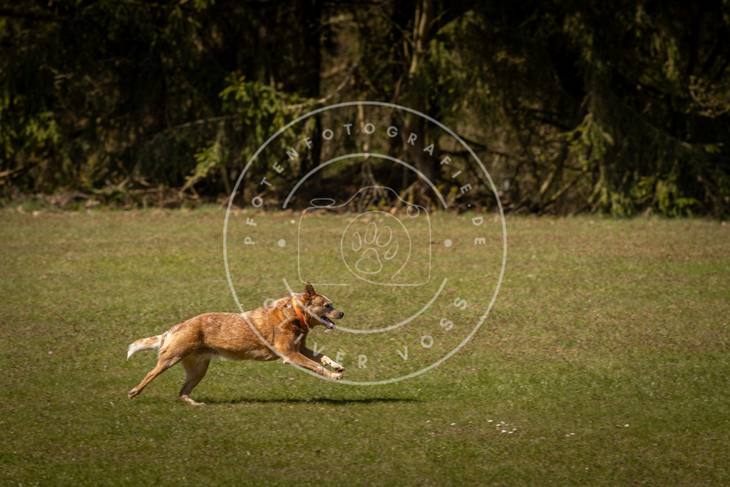 Pfotenfotografie_DV3A0888 | Hundefotografie, Tierfotograf, Pfotenfotografie, Fotoshooting Hund, Hunde Portrait, Hundesport, Hundeportraits, Heideshooting, Hunde, Sportfotograf, Hundefotograf, Turnierhundsport, THS,  - Realisiert mit Pictrs.com