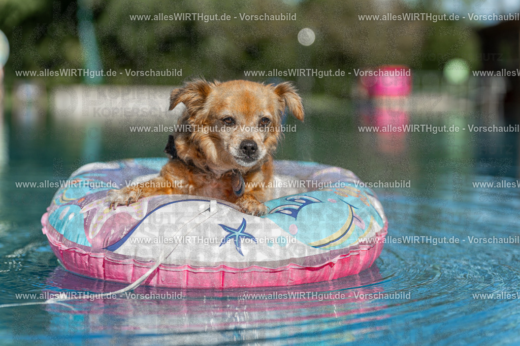 Hundeschwimmen_Volksbad_2026-allesWIRTHgut_Tierfotografie-2609061049-095908-7R509254 | Professionelle Tierfotografie in Mönchengladbach von Daniel Wirth (allesWIRTHgut). Liebevolle & natürliche Bilder von Hunden & Katzen für unvergessliche Erinnerungen.