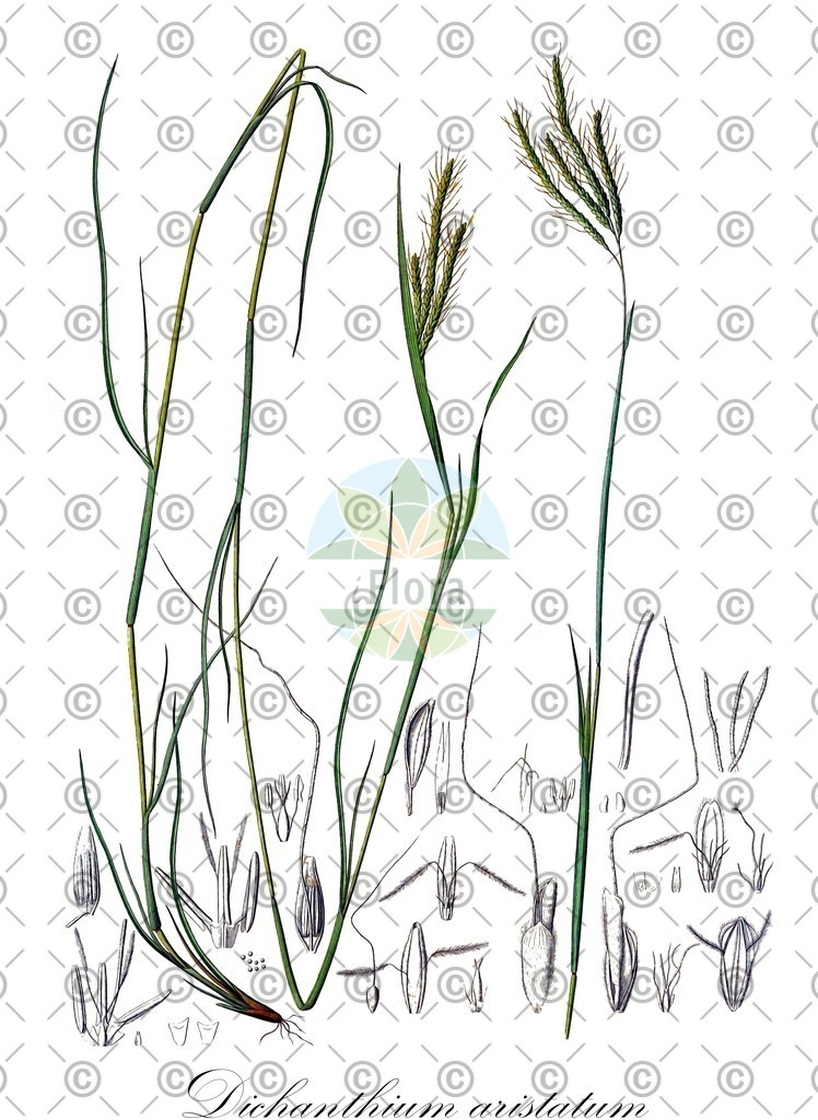 HistAbb_wfo-0000863636_1_ENZY_Simple | Historische Abbildung von Dichanthium aristatum - Poaceae | Historical Illustration of Dichanthium aristatum - Poaceae