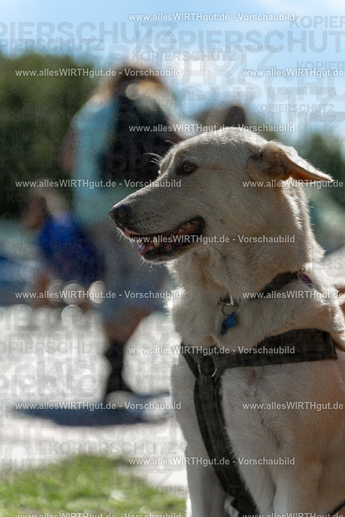 Hundeschwimmen_Volksbad_2026-allesWIRTHgut_Tierfotografie-2609061249-115900-7R500192 | Professionelle Tierfotografie in Mönchengladbach von Daniel Wirth (allesWIRTHgut). Liebevolle & natürliche Bilder von Hunden & Katzen für unvergessliche Erinnerungen.