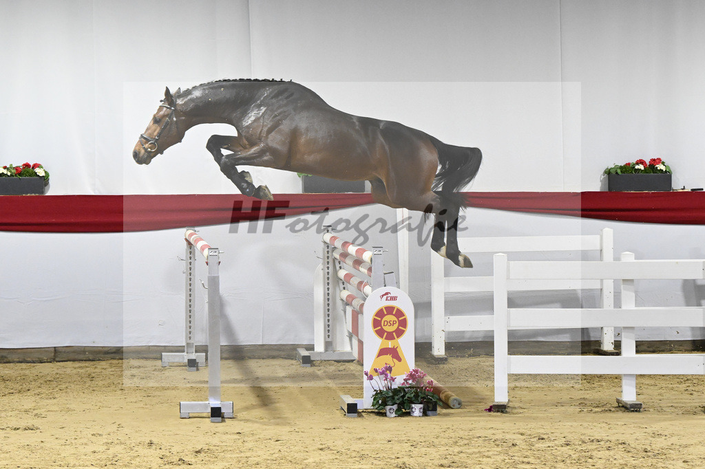 Kat-Nr. 45 v. Million Dollar_Pferdezucht Joos_63221104 | hf-fotografie - Realizzato con Pictrs.com