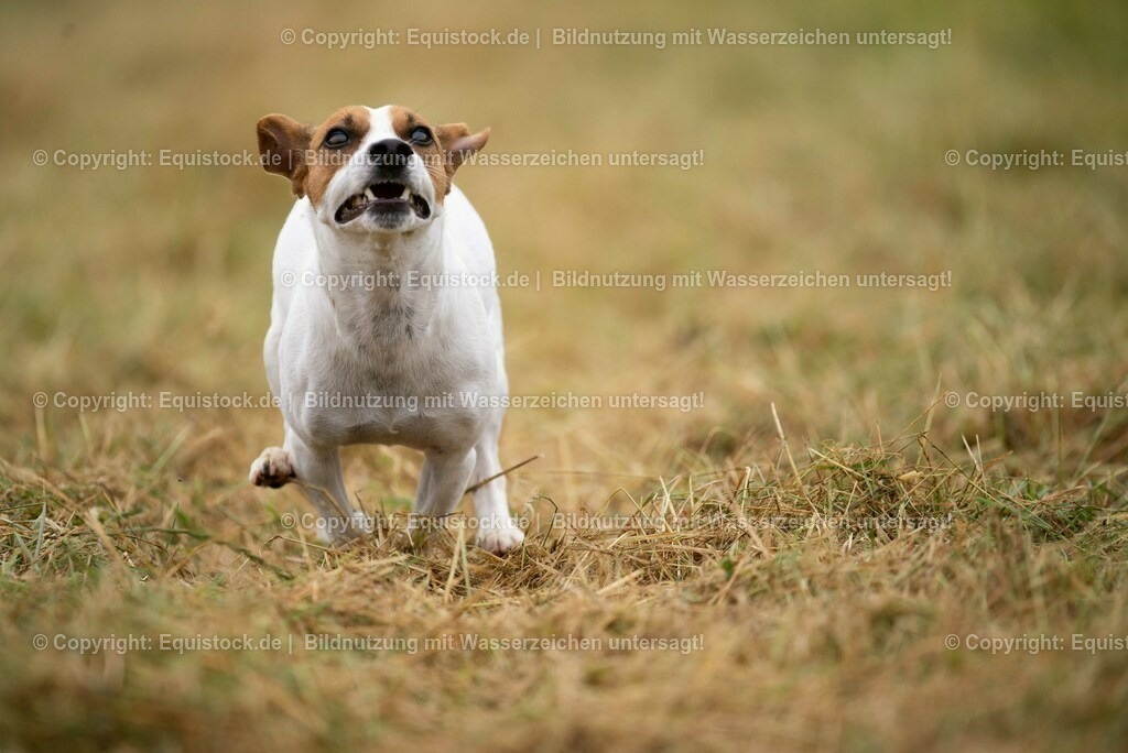 20210728_Jack-Russel_0007 | Foto: Thomas Hartig