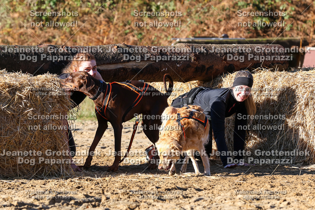 Dog Paparazzi - Strongdog 10-25-1560 | Dog Paparazzi Jeanette Grottendiek Fotografie & Videografie - Realisiert mit Pictrs.com