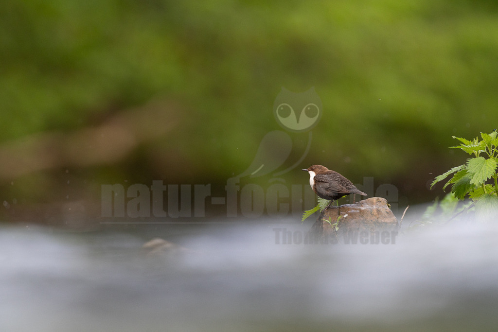 R6M33777_20260503 | Eine Wasseramsel (Cinclus cinclus) sitzt auf einem Felsen im Wasser. Der Vogel ist braun gefärbt mit einer markanten weißen Brust. Im Hintergrund ist verschwommenes Grün zu sehen, während der Vordergrund von nebligem, fließendem Wasser dominiert wird. - Realisiert mit Pictrs.com