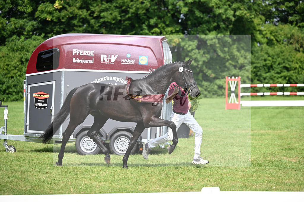 Kat-Nr. 4 Zoraya v. Zackerey_Gestuet Greim_27150743 | hf-fotografie - Realizzato con Pictrs.com