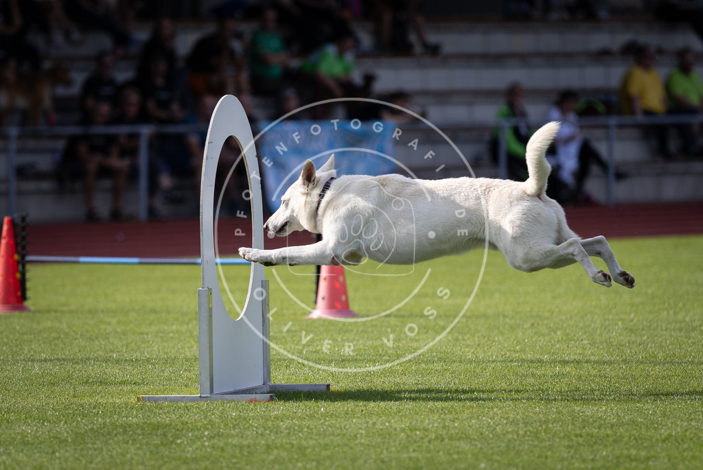 Pfotenfotografie_DV3A2476 | Hundefotografie, Tierfotograf, Pfotenfotografie, Fotoshooting Hund, Hunde Portrait, Hundesport, Hundeportraits, Heideshooting, Hunde, Sportfotograf, Hundefotograf, Turnierhundsport, THS,  - Realisiert mit Pictrs.com
