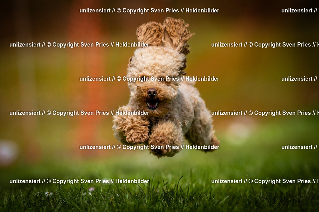 Sven Pries | 2025-04-13 - Hunderennen Baden-Baden - Realisiert mit Pictrs.com