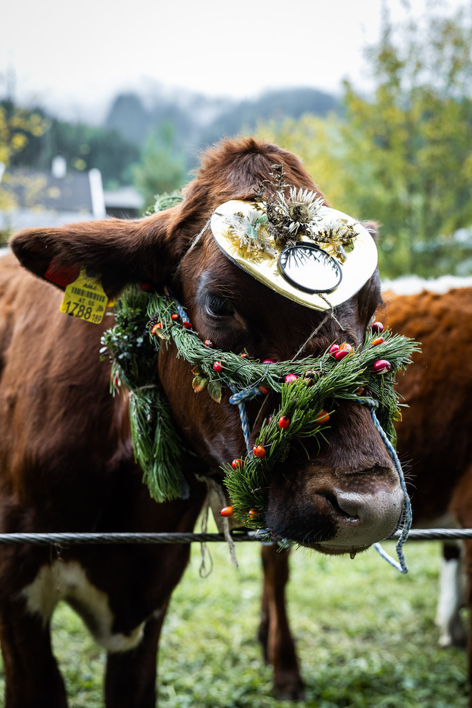 Rupertifest_Flachau_2k25_Webauflösung-228 | Bildershop Chri Fischbacher - Realisiert mit Pictrs.com