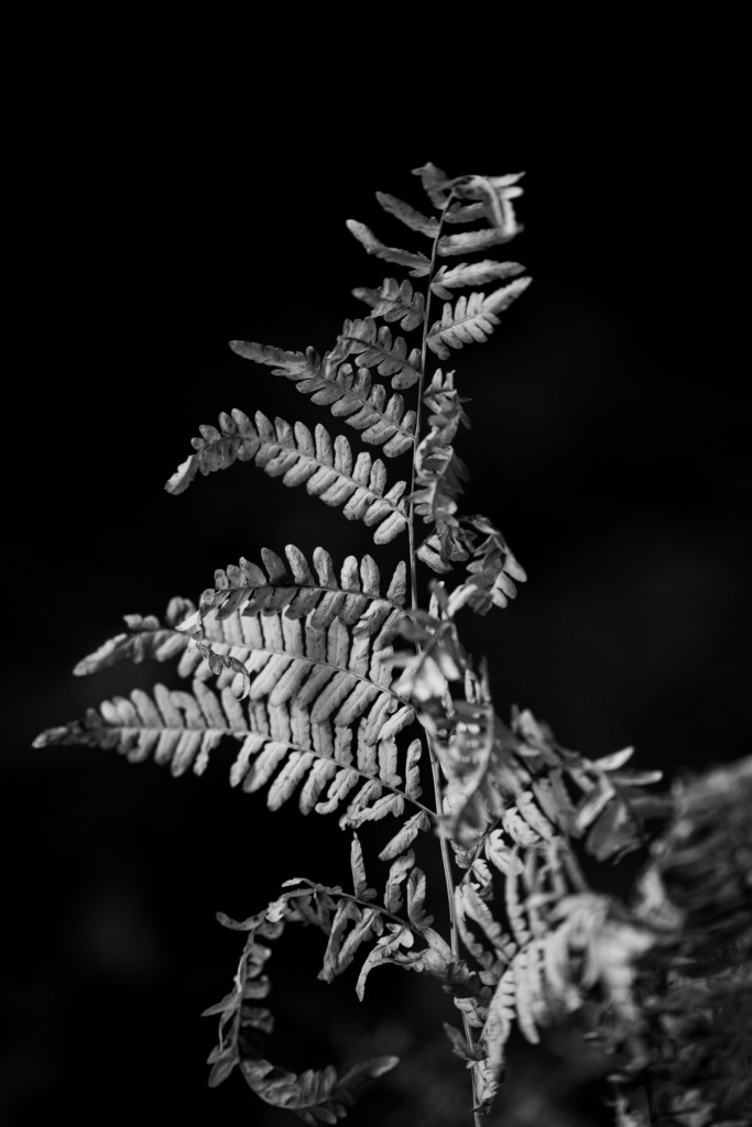 Farn offen | Wunderbare Aufnahme eines offenen Farn  - Realisiert mit Pictrs.com