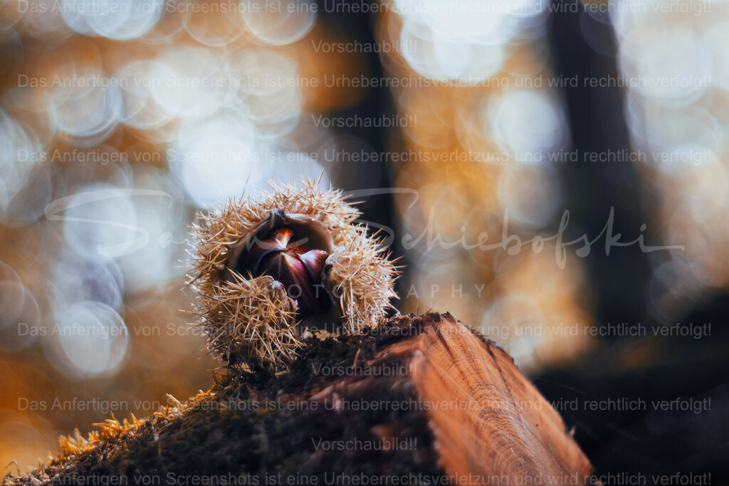 Wandbild "Marone" | People- und Tierfotografie, Imageaufnahmen, Veranstaltungsfotografie und Wandbilder aus der Natur ★ Made in Germany ✔️ Druck + Downloads ✔️ Naturfotografie in Top Qualität ★ schneller Versand, weltweite Lieferung! - Realisiert mit Pictrs.com