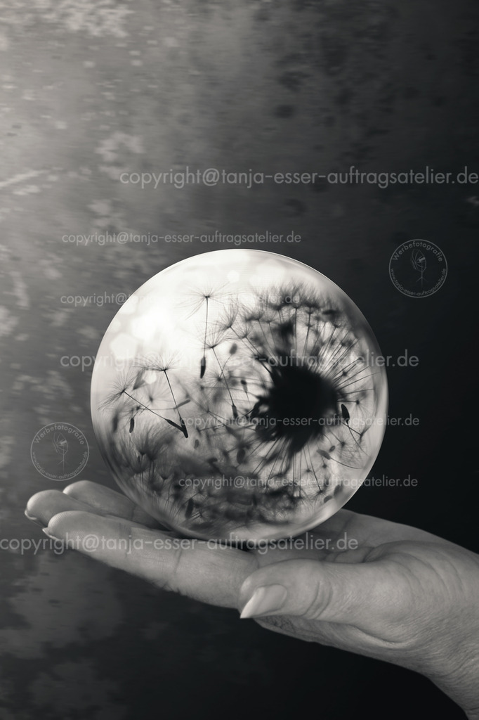 Pflanzenkugel | Atmosphärisches Bild einer Hand mit einer Glaskugel. In der Glaskugel ist eine Pusteblume. Die Flugsamen schweben. Monochrom und texturiert. 