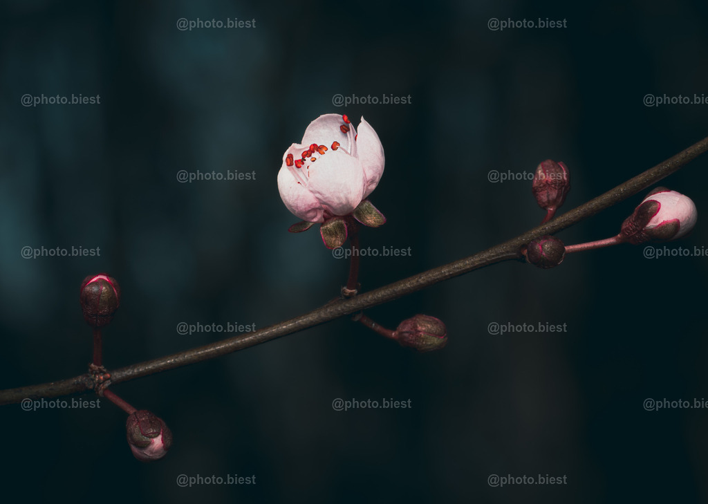 Blütengirlande | Eine geöffnete Blüte am Kirschpflaumenbaum. - Realisiert mit Pictrs.com