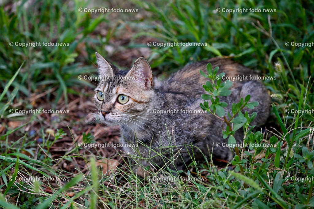 Katze_ Katzen_ 16.10.2024-8 | 16.10.2024, Linz, AUT, Haustier, Katzen, im Bild Haustier, Katze, Katzen, Kater, Stubentiger, Babykatze, Mietze, Fellnase, Tierfotografie, Heimtier