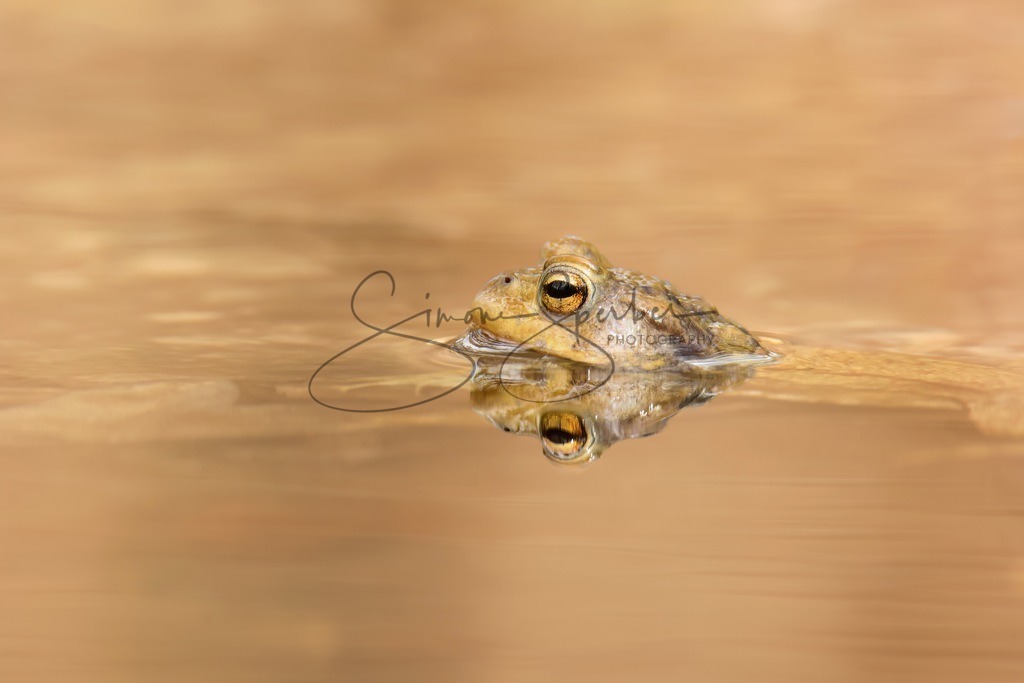 Erdkröte im Wasser | Simone Sperber, svb-photography,Fotografin,Bilddesignerin,Naturfotografie,Macrofotografie,Tierfotografie,Wildtierfotografie,Ausstellungen,Auftragsfotografie,Kunst,Art,Photographer,Shootings,Bildberatbeitung,Galerie,Shop