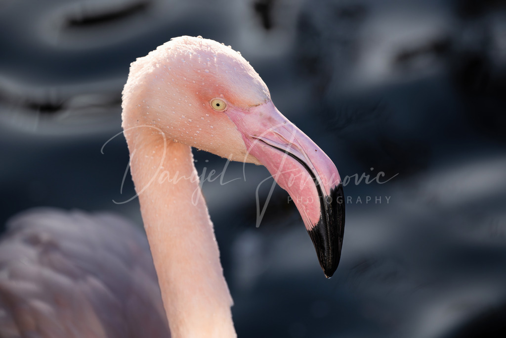 Flamingo | Flamingo mit Wassertropfen