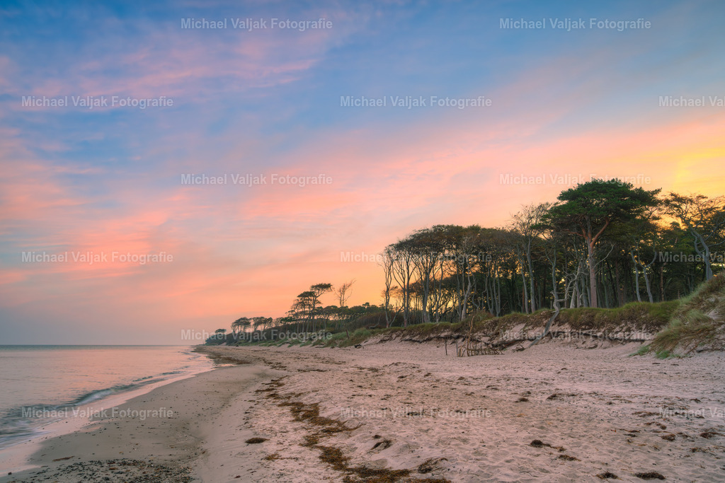 Darßwald an der Ostsee | Morgenstimmung am Darßer Küstenwald auf der Halbinsel Fischland-Darß-Zingst an der Ostsee. - Realisiert mit Pictrs.com