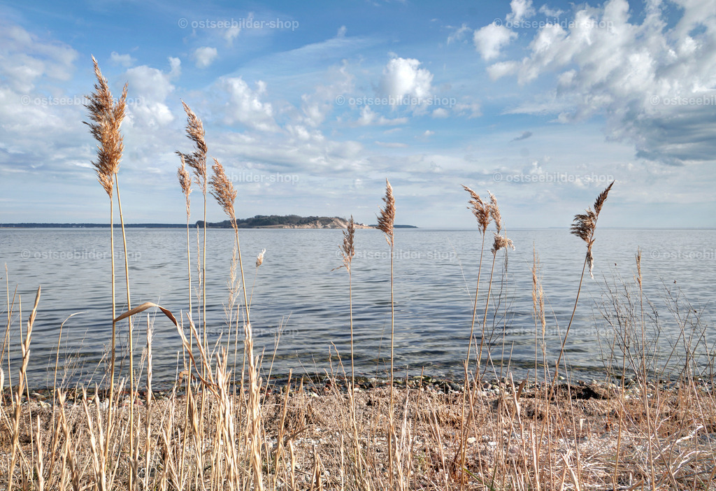 Blick vom Ufer der Halbinsel Groß Zicker  | Das Bild zeigt Schilfhalme am Ufer des Groß-Zickerschen Höfts und den Blick über den Rügischen Bodden zur Halbinsel Klein Zicker im Mönchgut.