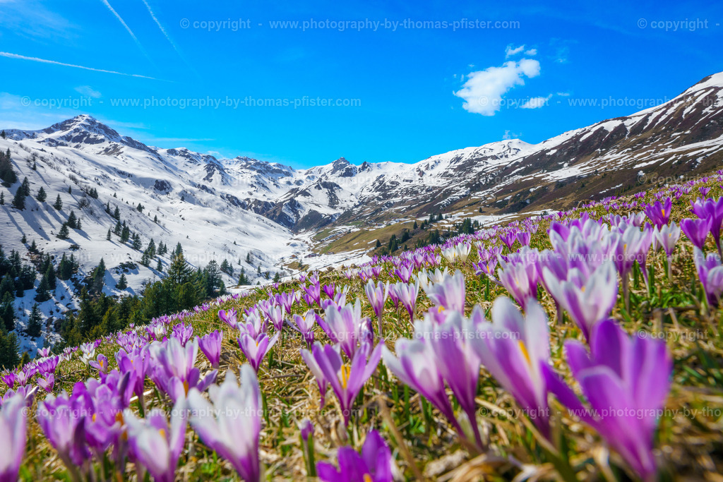 Krokusblüte Tux copyright  Thomas Pfister-9 | PHOTOGRAPHY BY THOMAS PFISTER