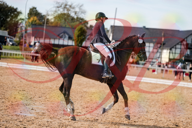 2026_10_03_Siefer-Hof_132349_Z63_85910847 | Professionelle Reitsport-, Turnier- und Eventfotografie von Robert Broda. Galerien mit ausgewählten und bearbeiteten Bildern direkt online ansehen und bestellen.