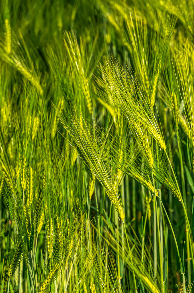 2022_05_31_DSC1957 | Hochwertig gedruckte Fotografien für die Wand, als Kalender und zum Verschenken. Hamburg & Norddeutschland und überall wo ich mit der Kamera unterwegs war.