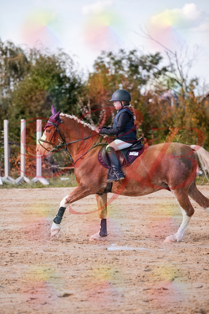 2026_10_03_Siefer-Hof_144516_Z81_20254102 | Professionelle Reitsport-, Turnier- und Eventfotografie von Robert Broda. Galerien mit ausgewählten und bearbeiteten Bildern direkt online ansehen und bestellen.