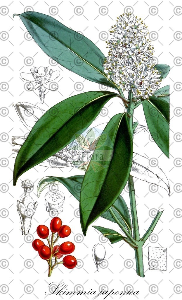 HistAbb_wfo-0000311408_1_ENZY_Simple | Historische Abbildung von Skimmia japonica - Rutaceae | Historical Illustration of Skimmia japonica - Rutaceae