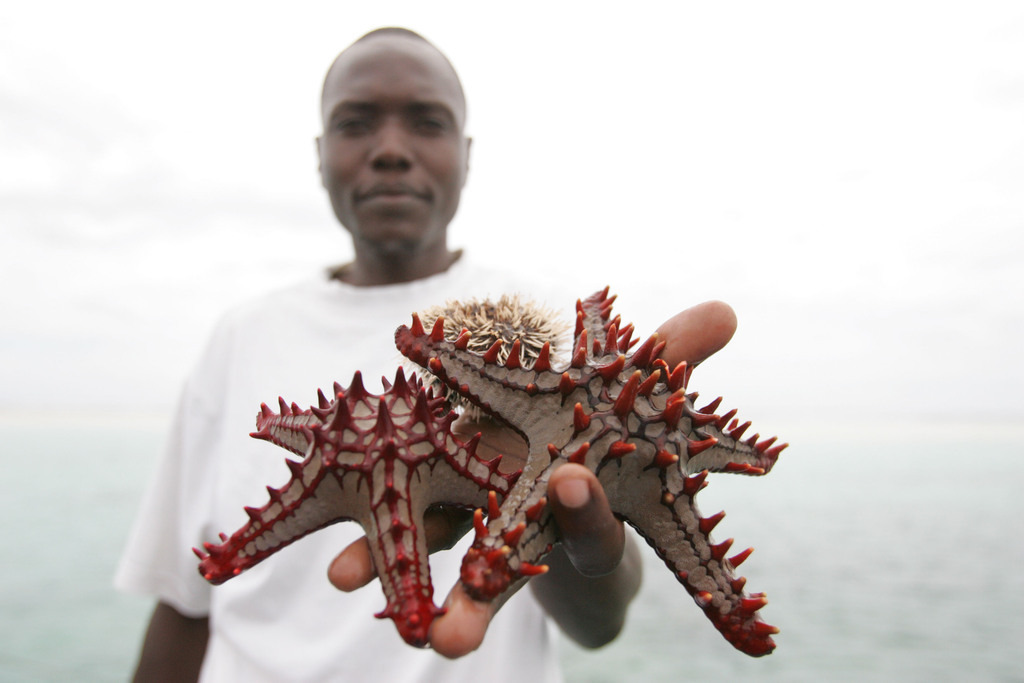 Diani Beach Kenia 24 | BILDER AN DIE WAND                                                verschönern sie ihr Büro, ihre Praxis oder ihre viel Wände zu Haus  - Realisiert mit Pictrs.com