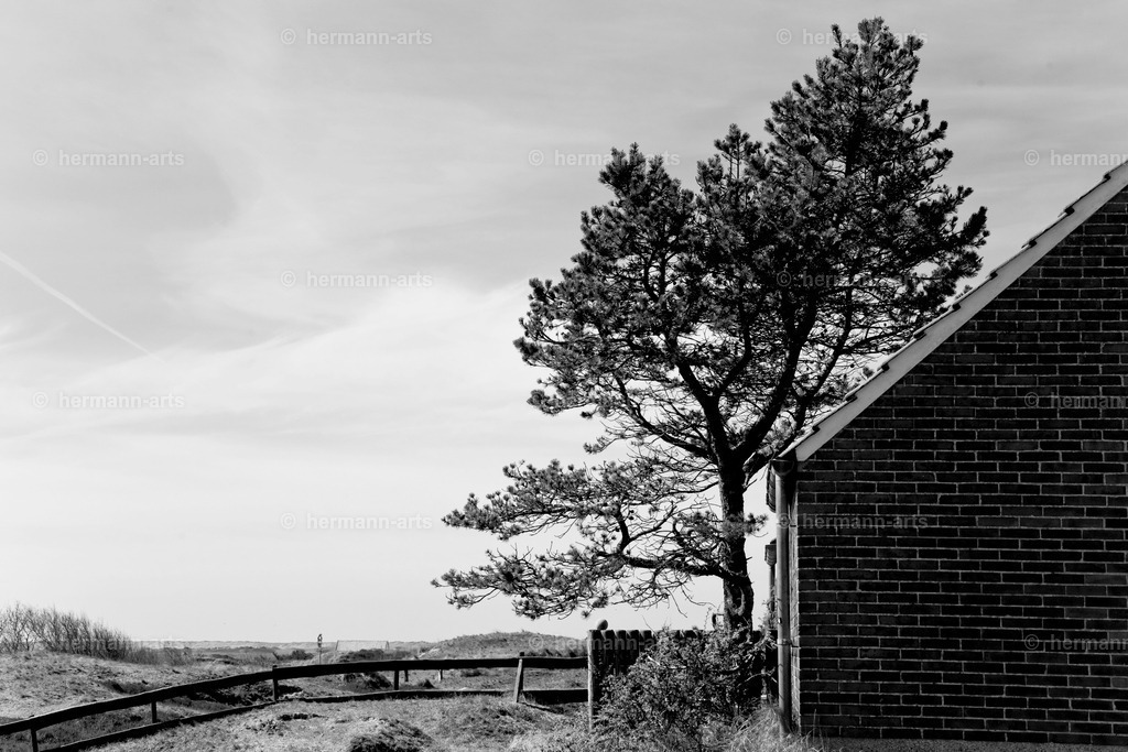Trees_fine_Art_0058 | Photo Foto Kunst Art schwarzweiss Bilder Rheine Münster Berlin Blumen 
