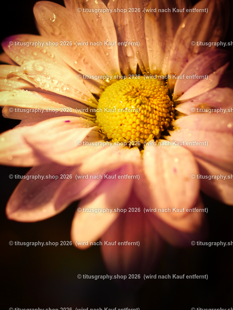 PB075288-b | Fotokunstarbeit aus der INSTAGRAM-Gallerie auf titusgraphy.eu - Realisiert mit Pictrs.com