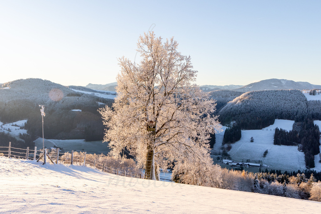 Winterwonderland Randegg | Ihre Fotografin im Lungau, ihre Fotografin im Mostviertel, Wandbilder Onlineshop, Imagefotos für Ihr Unternehmen,  - Realisiert mit Pictrs.com