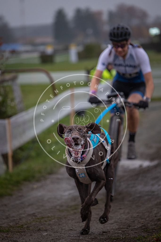 CaniXpix_0L8A0608 | Hundefotografie, Tierfotograf, Pfotenfotografie, Fotoshooting Hund, Hunde Portrait, Hundesport, Hundeportraits, Heideshooting, Hunde, Sportfotograf, Hundefotograf, Turnierhundsport, THS,  - Realisiert mit Pictrs.com