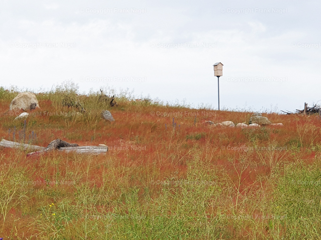 Rohbodenfläche | Rohbodenflächen für selbstständige Besiedlung von neuer Vegetation - Realisiert mit Pictrs.com