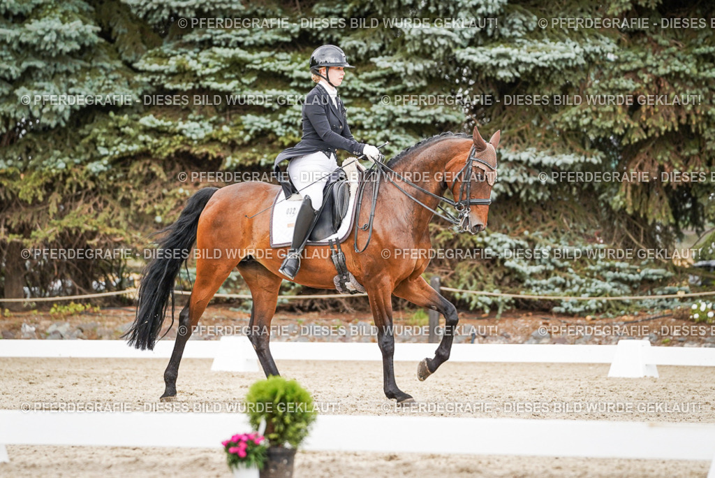 DSC05493 | Pferdegrafie