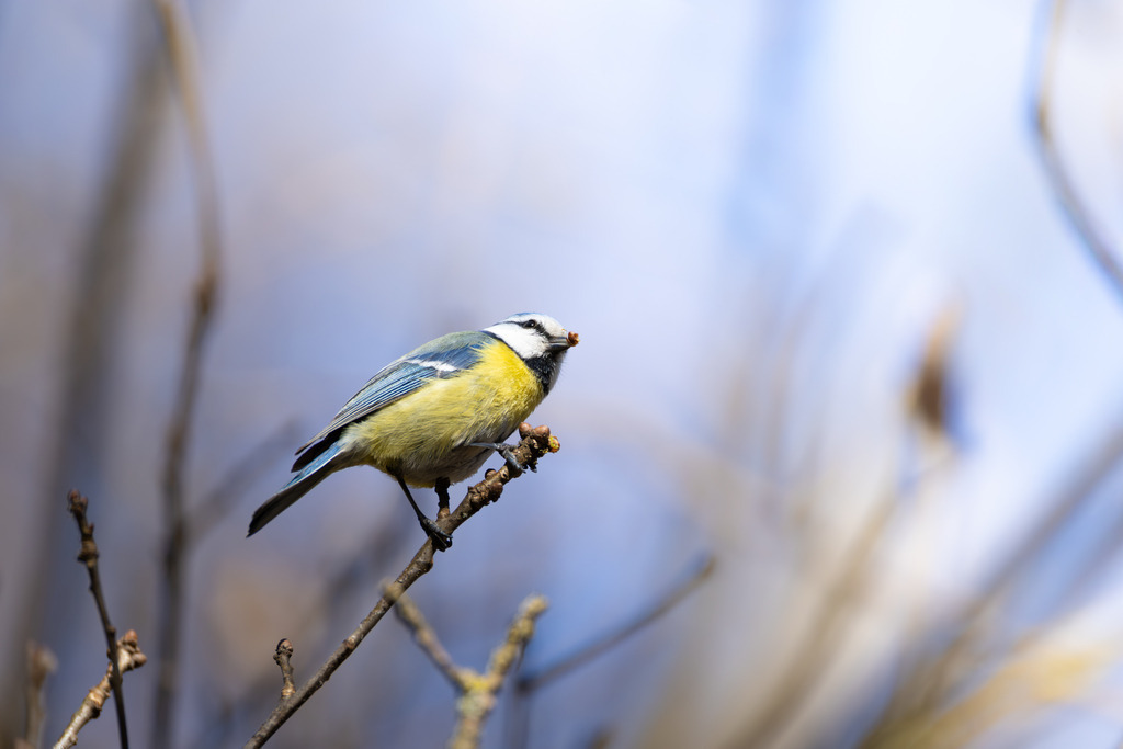 Die Blaumeise | Die Blaumeise ist ein kleiner, aber auffälliger Singvogel aus der Familie der Meisen. Sie zählt zu den häufigsten und beliebtesten Gartenvögeln in Europa und ist bekannt für ihre geringe Scheu gegenüber dem Menschen. Mit ihrem lebhaften Wesen und ihrer erstaunlichen Geschicklichkeit, besonders bei der Nahrungssuche, bereichert sie Parks, Wälder und Gärten gleichermaßen. Ihre Anpassungsfähigkeit an verschiedene Lebensräume und ihre ganzjährige Anwesenheit machen sie zu einem vertrauten Anblick, vor allem an winterlichen Futterstellen. - Realisiert mit Pictrs.com