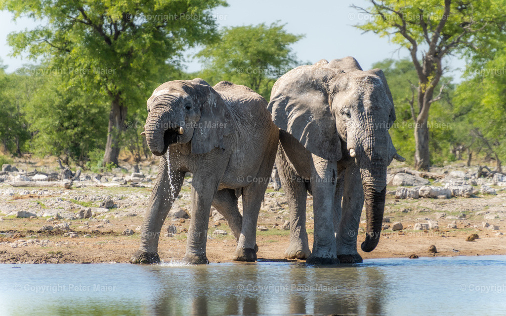 Etosha_Nationalpark_Namibia-435 | piet_flosse