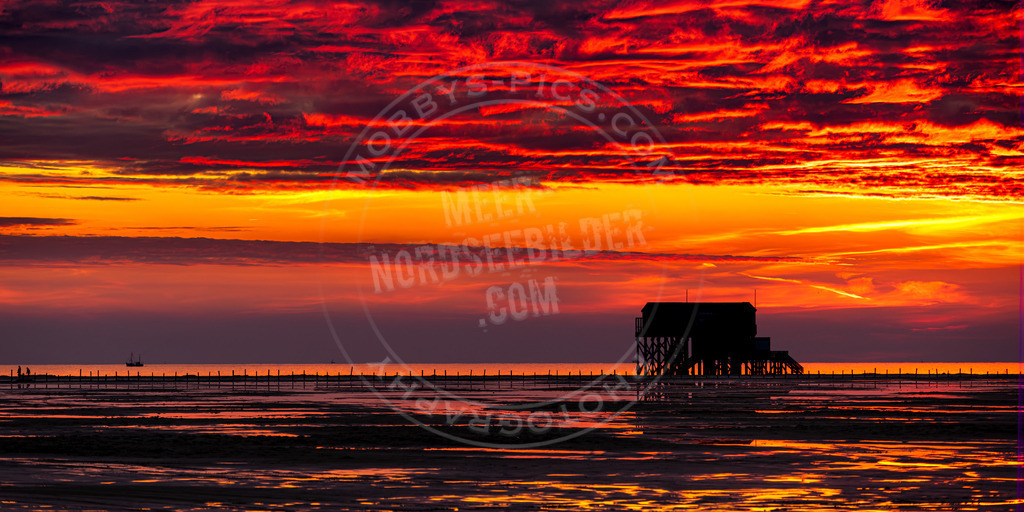 Silbermöwe im Sonnenuntergang-2 | Pfahlbau im Sonnenuntergang am Strand
