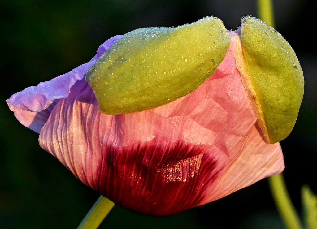 Schlafmohn05 | greenwatching-with-luci - Realisiert mit Pictrs.com